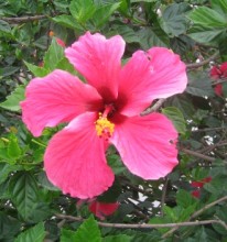 Blume