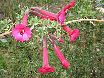 Kantuta