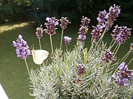 Schmetterling und Lavendel