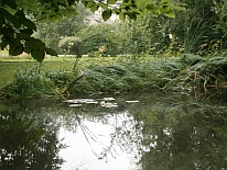 Park mit Baum
