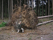 Waldzeit gefallener Baum