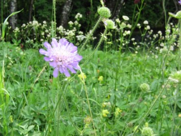 Wiesenblumen